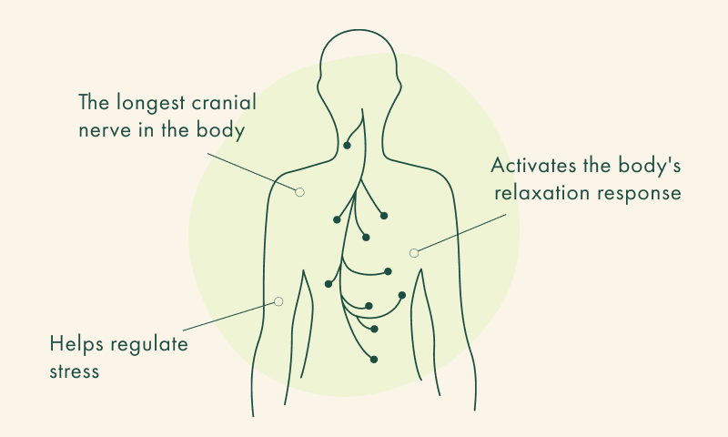 Vagus Nerve Anatomy